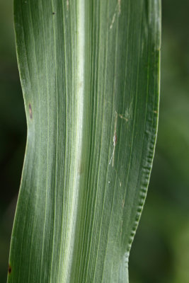Setaria magna- Giant Foxtail