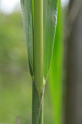 Setaria magna- Giant Foxtail