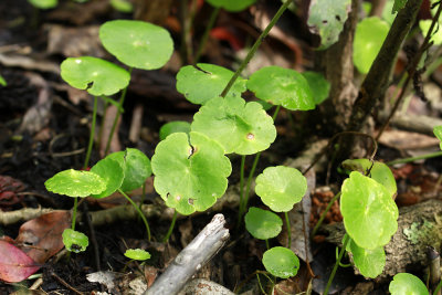 Hydrocotyle verticillata- Whorled Marsh Pennywort
