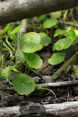 Hydrocotyle verticillata- Whorled Marsh Pennywort