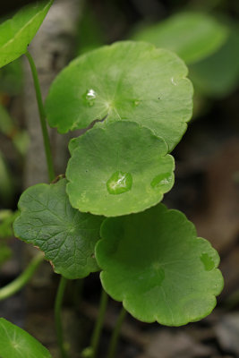 Hydrocotyle verticillata- Whorled Marsh Pennywort