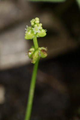 Hydrocotyle verticillata- Whorled Marsh Pennywort