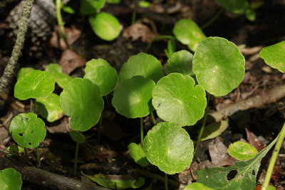 Hydrocotyle verticillata- Whorled Marsh Pennywort
