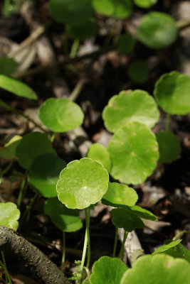 Hydrocotyle verticillata- Whorled Marsh Pennywort