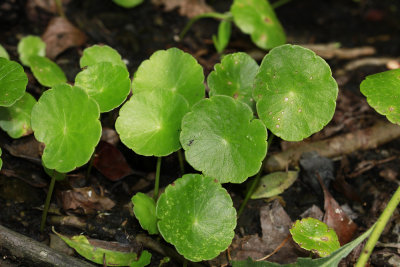 Hydrocotyle verticillata- Whorled Marsh Pennywort