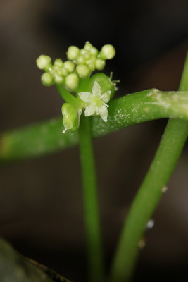 Hydrocotyle verticillata- Whorled Marsh Pennywort