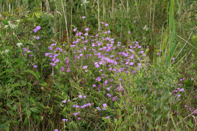 Agalinis purpurea- Purple Gerardia