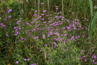 Agalinis purpurea- Purple Gerardia