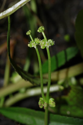 Hydrocotyle verticillata- Whorled Marsh Pennywort