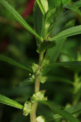Proserpinaca palustris- Marsh Mermaid Weed