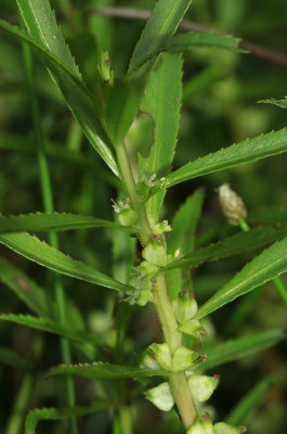 Proserpinaca palustris- Marsh Mermaid Weed
