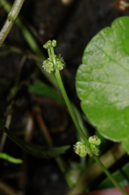 Hydrocotyle verticillata- Whorled Marsh Pennywort