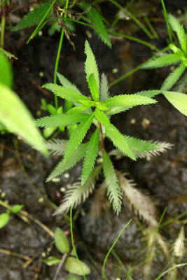 Proserpinaca palustris- Marsh Mermaid Weed