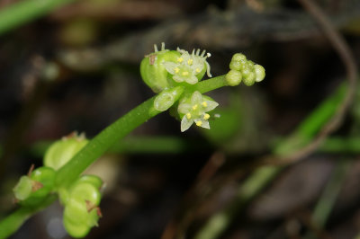Hydrocotyle verticillata- Whorled Marsh Pennywort