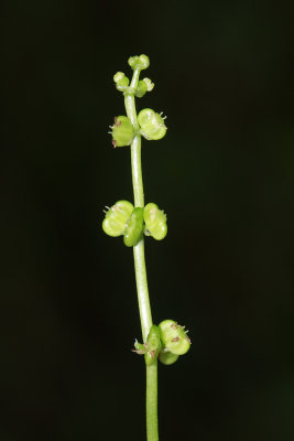 Hydrocotyle verticillata- Whorled Marsh Pennywort
