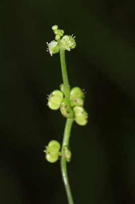Hydrocotyle verticillata- Whorled Marsh Pennywort