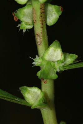 Proserpinaca palustris- Marsh Mermaid Weed