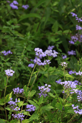 Conoclinium coelestinum- Blue Mistflower