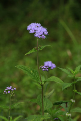 Conoclinium coelestinum- Blue Mistflower