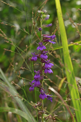 Lobelia puberula- Downy Lobelia