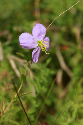 Rhexia mariana- Maryland Meadow Beauty