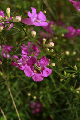Agalinis purpurea- Purple Gerardia