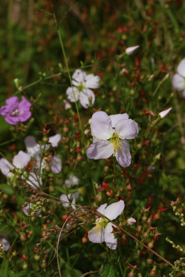 Rhexia mariana- Maryland Meadow Beauty