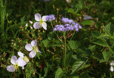 Meadow Beauty and Mistflower