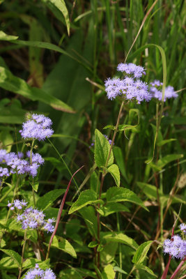 Conoclinum coelestinum- Mistflower