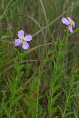 Rhexia mariana var. ventricosa- Showy Meadow Beauty