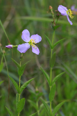 Rhexia mariana var. ventricosa- Showy Meadow Beauty