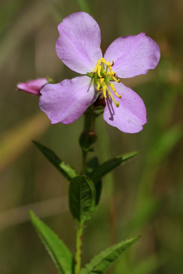 Rhexia mariana var. ventricosa- Showy Meadow Beauty