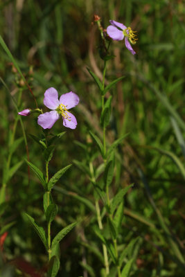 Rhexia mariana var. ventricosa- Showy Meadow Beauty