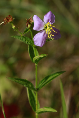 Rhexia mariana var. ventricosa- Showy Meadow Beauty
