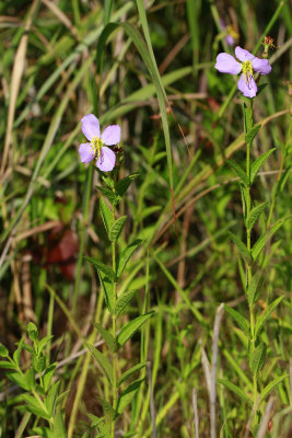 Rhexia mariana var. ventricosa- Showy Meadow Beauty