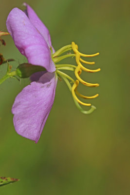 Rhexia mariana var. ventricosa- Showy Meadow Beauty