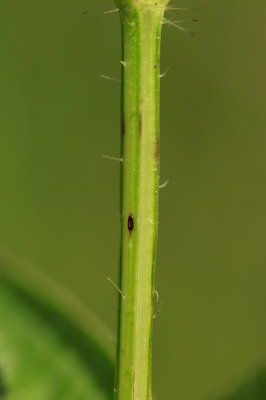 Rhexia mariana var. ventricosa- Showy Meadow Beauty