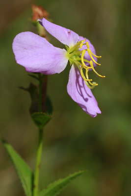 Rhexia mariana var. ventricosa- Showy Meadow Beauty
