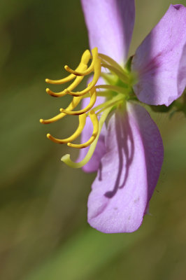Rhexia mariana var. ventricosa- Showy Meadow Beauty