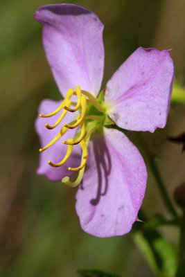 Rhexia mariana var. ventricosa- Showy Meadow Beauty