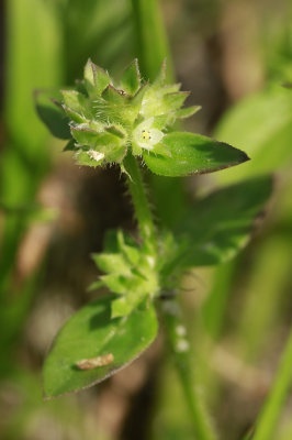 Oldenlandia uniflora- Clustered Bluets