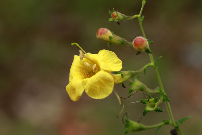 Aureolaria pedicularia- Fernleaf False Foxglove