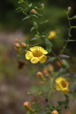 Aureolaria pedicularia- Fernleaf False Foxglove