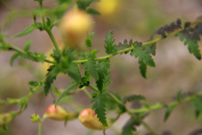 Aureolaria pedicularia- Fernleaf False Foxglove