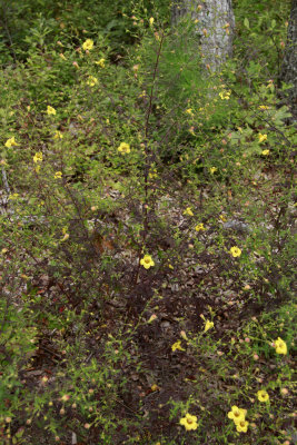 Aureolaria pedicularia- Fernleaf False Foxglove