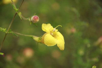 Aureolaria pedicularia- Fernleaf False Foxglove