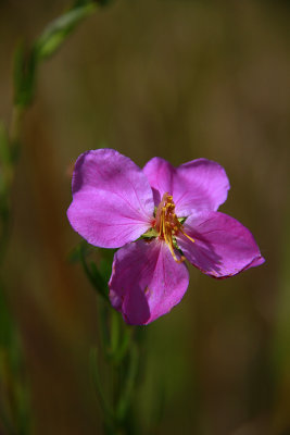 Rhexia aristosa- Awned Meadow Beauty