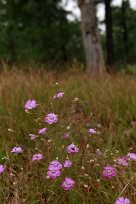 Agalinis setacea- Threadleaf False Foxglove