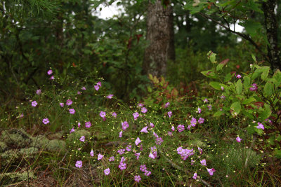 Agalinis setacea- Threadleaf False Foxglove