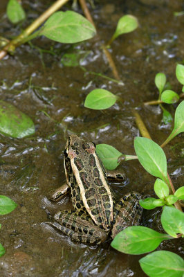 Pickerel Frog